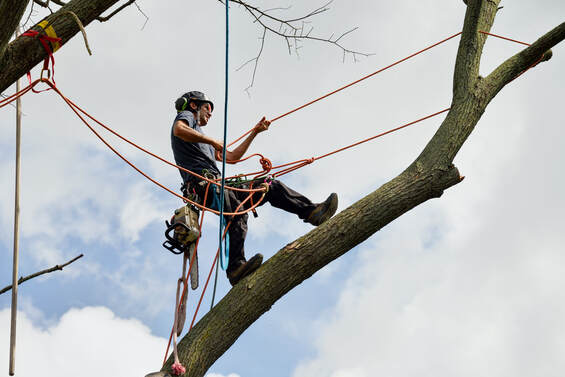 Man climbing a tree in order to cut the branch