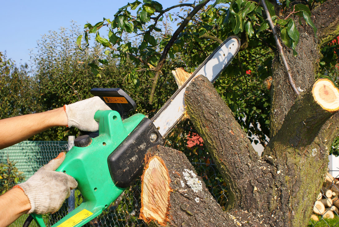 man using chainsaw to remove a tree