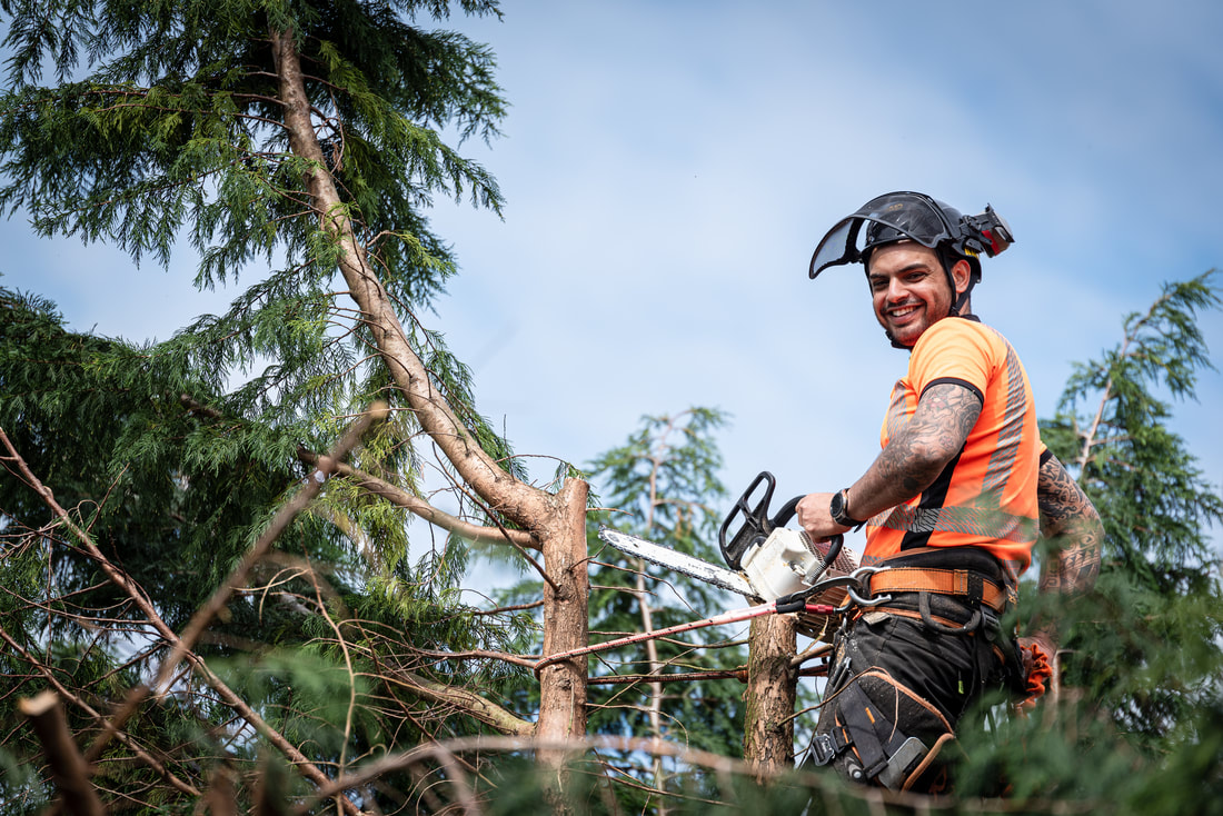 Man cutting down a pine tree with a chainsaw
